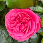 Earl Rose - @nature.angel25 - Instagram