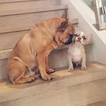 Rudy + Earl + Chunk - @rudy.and.earl - Instagram
