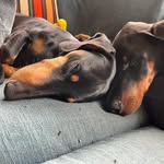 𝐵𝓇𝓊𝓃𝑜 𝐵𝓇𝓊𝓃𝓃𝑒𝓇 🐾 & 𝐸𝒶𝓇𝓁 𝐹𝓇𝑒𝒾 🐾 - @senior_bruno_und_earl_gandalf - Instagram