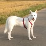 Wild Dog Cofit + Earl Silver - @cofit_wild_dog - Instagram