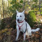 Wild Dog Cofit + Earl Silver - @cofit_wild_dog - Instagram