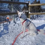 Wild Dog Cofit + Earl Silver - @cofit_wild_dog - Instagram