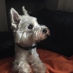 Earl_Spencer_of_Great_Park - @earl_spencer_of_great_park - Instagram