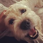 Earl Wayne - @earlwayne_the_schnoodly - Instagram