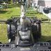 Earl the wild rabbit - Facebook