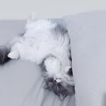 Earl Mugicha Wilde - @tuanmuda.mugicha - Instagram