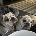 Winnie & Earl - @earlwinnie2015 - Instagram