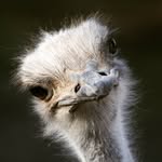 Aussie Chuck - @early.ostrich - Instagram