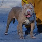 Earl Collins - @ultimatebullies - Instagram