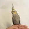 Earl Gray - @earlgrayteabird - TikTok