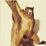 Earl White - @143squirrel - Instagram