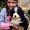 AdorablePupsForAdoption - @earlene_corey - TikTok