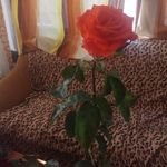 @earlene_douglas65 - Instagram