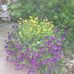 Earlene Hall - Facebook