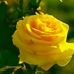 Earlene Willis - Facebook