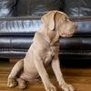 Earman R. Branch Jr. - @stormthemastiff - TikTok