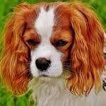 Earnest Carson - @dogsofficialnet - Instagram