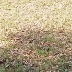 Earnest Downs - @earnest_downs - Instagram