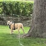 Ernest P Shepard - @erniechaput - Instagram