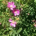 Earnest thompson - @et69et69 - Instagram