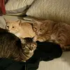 Ra, Khepri, Gaia and Floyd - @earthsuns - TikTok
