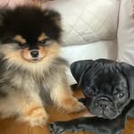 Otto e Arya🥰 - @otto.e.arya - Instagram