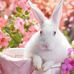 Easter Bunny - Facebook