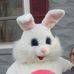 Easter Bunny Of Southwestern Wisconsin - Facebook