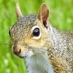 @easterngraysquirrel - Instagram
