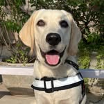 Easter Livingston Jones - @easter_the_labrador - Instagram