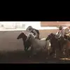 Eber Gallo - @ebergallo - TikTok