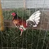 galleria la puya arauca - @ebertoramosrio - TikTok