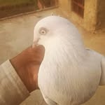 Ebna Ali - @a_ebna - Instagram