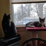 Ebony & Daisy Val Barton Cats - @ebony.daisy2020 - Instagram
