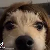DezireEbony - @dezibelleebony - TikTok