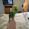ebonywbirds - @ilovebirds_x - TikTok