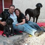 Deutsche Doggen von Blue Ebony - @blueebonydoggen - Instagram