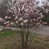 ebonypollard10 - @ebonyebonebones - TikTok