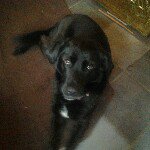 Julie Ebony Boyle - @julie_the_dog - Instagram