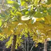 Ebony.Carpenter - @fruthmje84f - TikTok