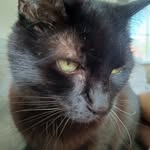 Ebony Cash - @ebony.the.aloof.cat - Instagram