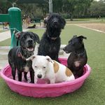 Bailey, Ebony, Chance, Baloo - @keeping_up_with_the_garritys - Instagram