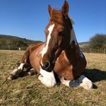 Ebony Craig - @a_horse_called_marsha - Instagram
