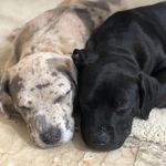 Duke & Ebony - @dukeandebony_1 - Instagram