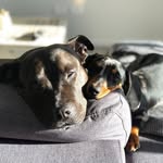 EDDIE & EBONY 🌭🐶 - @eddieandebony - Instagram