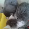 ebonyemerson11 - @ebonyemerson11 - TikTok