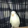 Ebony.Frederick - @qcrooslxba0 - TikTok
