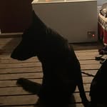 Ebony - @ebony_thecute_germanshepherd - Instagram