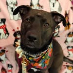 Ebony the German Pitbull - @ebbywebby2023 - Instagram