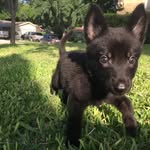 Ebony The German Shepard - @my_life_as_ebony_ - Instagram